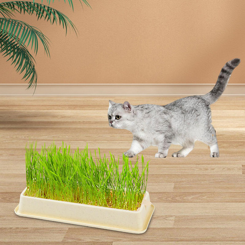 Caja Hidropónica Para Germinar Semillas De Pasto De Trigo