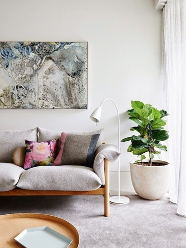 Ficus Pandurata (planta Pandurata)
