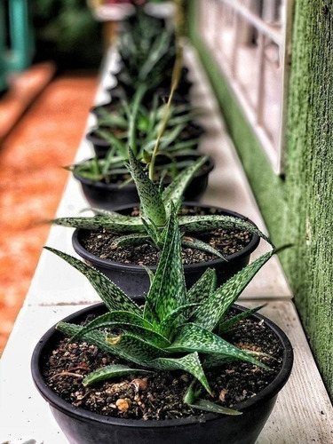 Aloe Rauhii Variegado ( Planta ) Suculenta Exotica Cactus