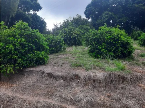 Venta Finca La Tebaida Cultivada En Pasto - 40 Cuadras