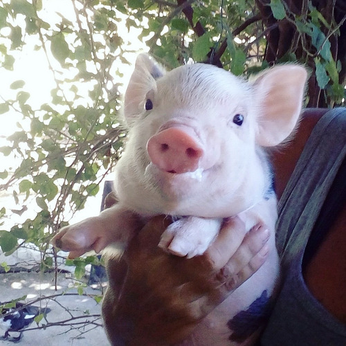 Mini Pig / Mini Porco