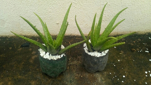 Mudas De Babosas