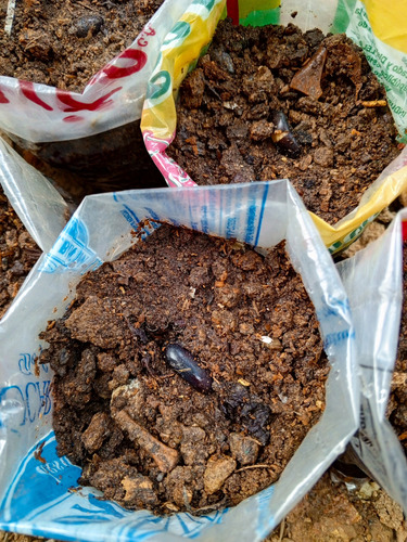 Mata De Mucuna Para El Tratamiento Del El Parkinson (l-dopa)