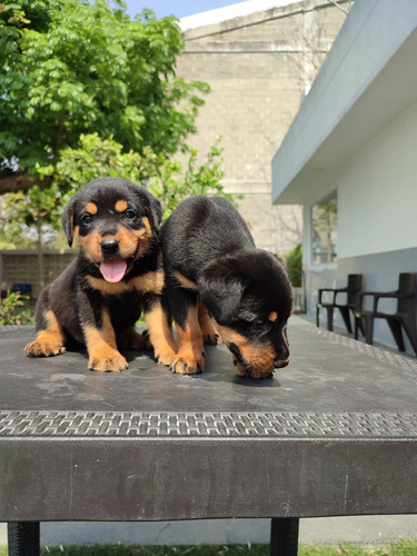 Cachorros Rottweiler