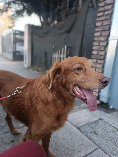 Symon, Bellísimooo Golden Con Vizla, Imperdible, En Adopcion