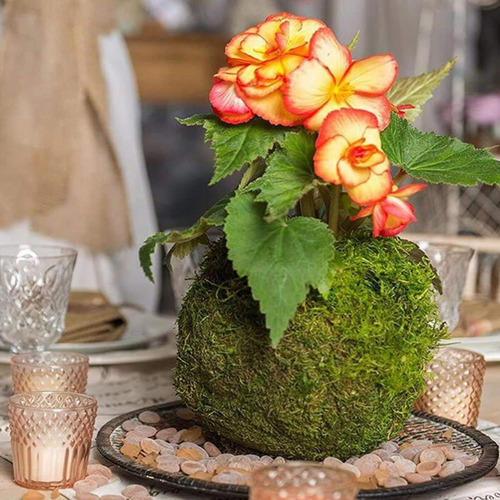 Plantador Moss Ball Green Moss Ball Pot Soporte De Flores Cr