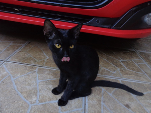 Doacao De Gato Femea 5 Meses Itanhaem Sp