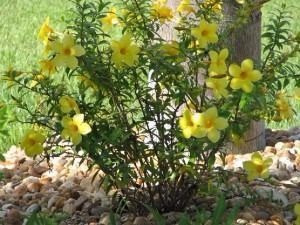 25 Sementes De Alamanda Amarela Para Mudas - Flor Cerca Viva | MercadoLivre
