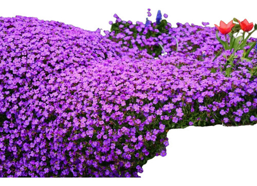 60 Sementes Purple Rock Cress Agrião Das Rochas Flor E Panc