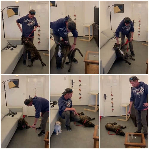 Adiestramiento Canino. Rehabilitacion. Problemas De Conducta