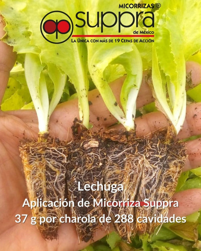 Imagen 7 de 9 de Suppra Micorrizas 2kg Inoculante Mejorador Suelos Orgánico
