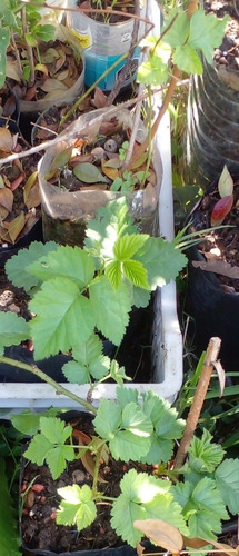 Imagen 5 de 6 de Plantas De Frambuesa Oscura No Pague Envio Antes
