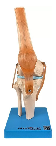 Modelo Anatômico Articulação Joelho Com Ligamentos Anatomic