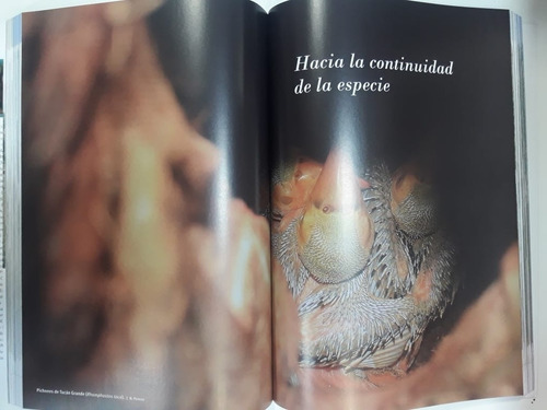 Manual Del Observador De Aves Libro Tito Narosky Bosso