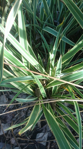 Imagen 2 de 5 de Phormium Tenax Variegata 10lts