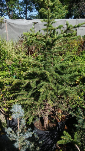 Imagen 6 de 6 de Pino Cedrus Deodara (ced.himal.) 30lts