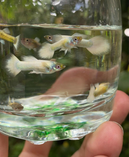 Peces Guppy Platinum White