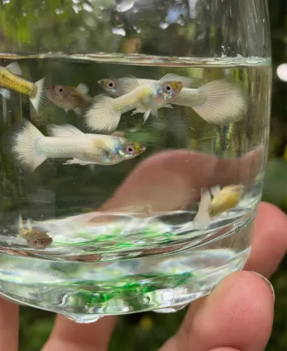 Peces Guppy Platinum White