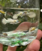 Comprar Peces Guppy Platinum White