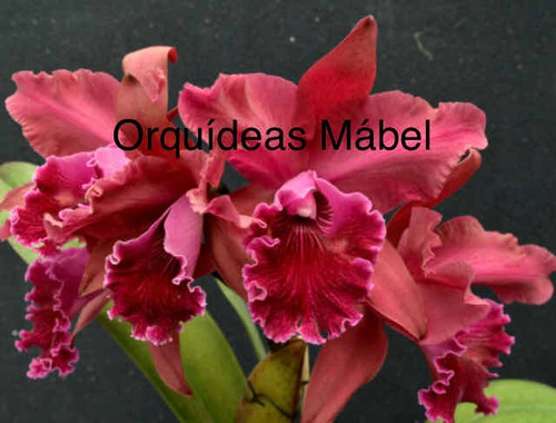 Imagen 2 de 8 de Cattleyas Orquídeas