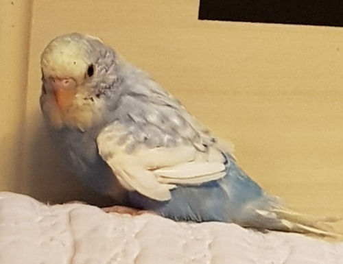 Pericos Australianos