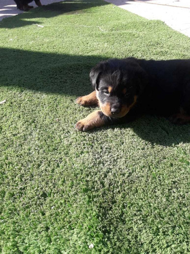 Rottweiler Cachorros Machitos 