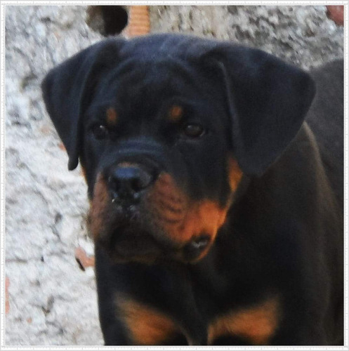 Filhotes Rottweiler , Genética Temperamento E Conformação.