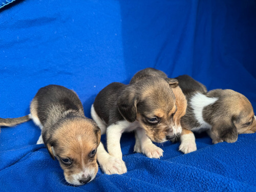 Cachorros Beagle Tricolor (Usado)