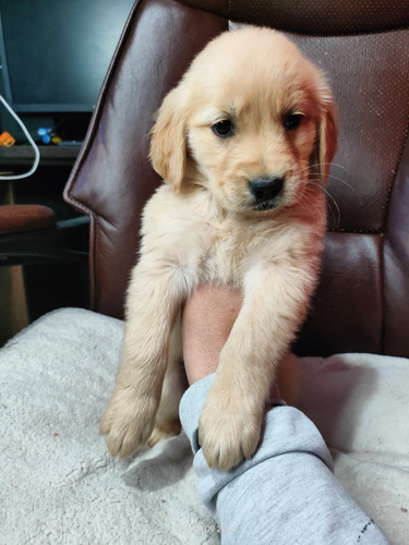 Golden Retriever Puros 