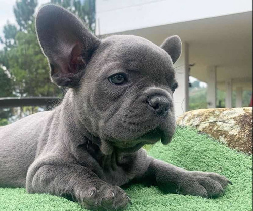 Imagen 3 de 6 de Bull Dog Francés 100% Puros.