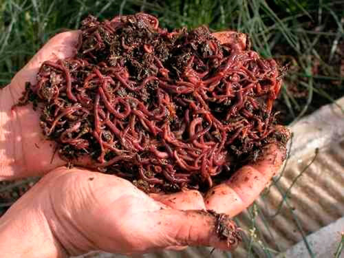 Lombriz Roja Californiana Eisenia Fetida Gusano Para Humus 