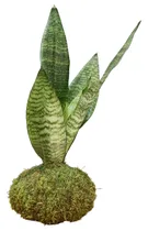 Comprar Sansivieras En Kokedama Para Interior Y Exterior Envios 