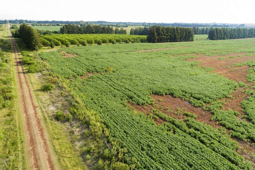 Imagen 5 de 10 de Chacras Venta Carmelo Paraje Colonia Estrella