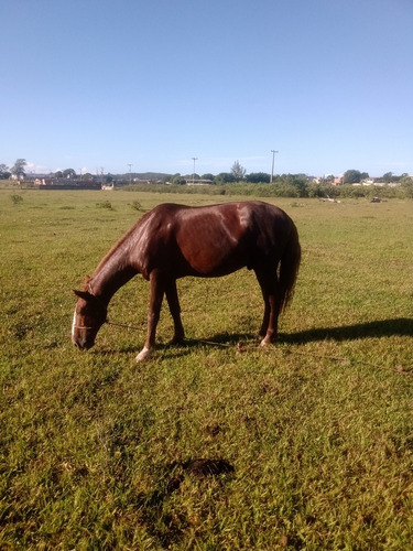 Cavalo