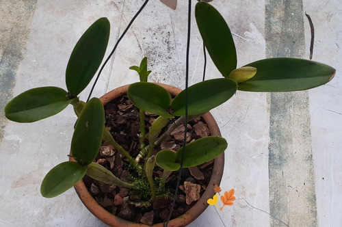 Guarianthe Skinneri Var. Semi Alba A D - B S
