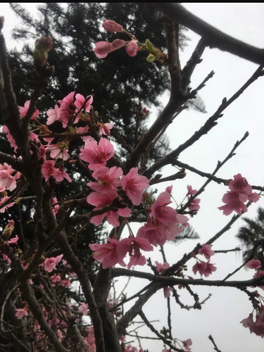 Árbol Sakura Cerezo Japones 1.50 A 1.70mt Ornamental Rosado | Cuotas sin  interés