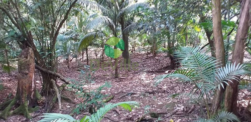 Chácara A Venda No Bairro Centro Em Garuva - Sc. - 352-1
