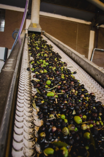 Imagen 7 de 9 de Aceite De Oliva Extra Virgen Yancanelo Lata 1 Litro X 6 U