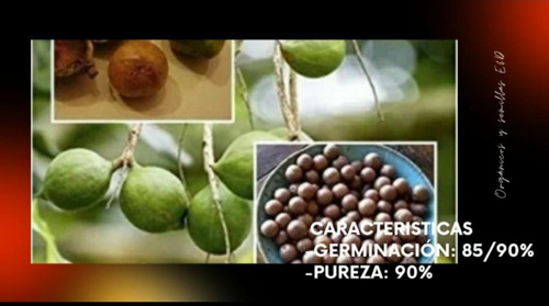 Semillas De Macadamia Libras