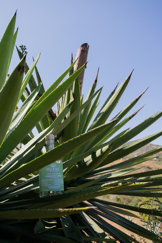 Mezcal Huaxe Tobaziche Capón, Small Batch 47%alc 750ml, Oax.