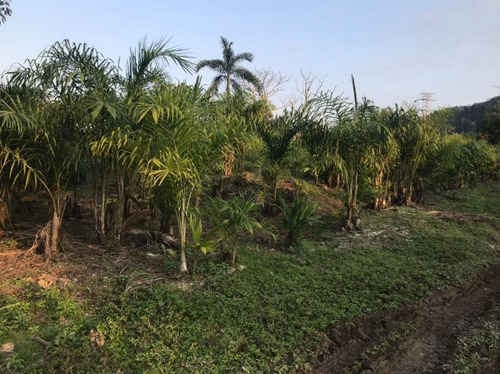 Imagem 11 de 29 de Fazenda À Venda, 3509000 M² Por R$ 2.000.000 - Centro - Pariquera-açu/sp - Fa0216