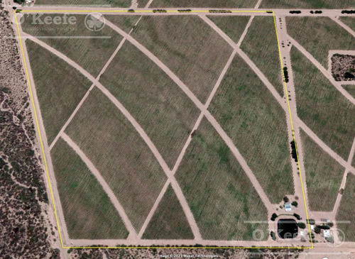 Imagen 19 de 22 de Viñedo Premium De Altura En Mendoza En Venta Sobre Fracción De 23 Has - Oportunidad