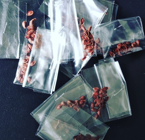 50 Semillas De Asclepias Recién Cosechadas. Organicas