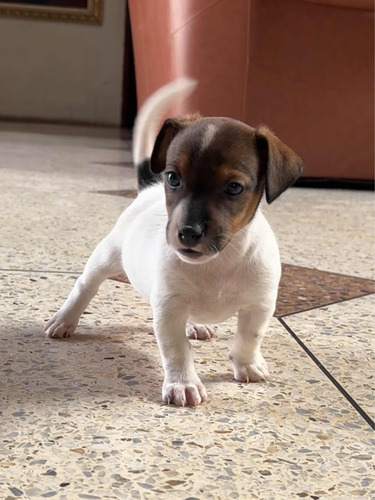 Cachorros Jack Russell