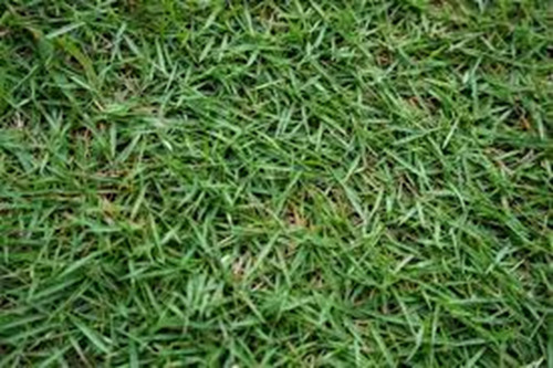 Sementes Grama Esmeralda Select Plus Para 20.000 M2