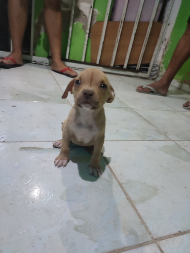 Filhote De Pit Monsters Pra Vender, Vacinados E Vermífugado