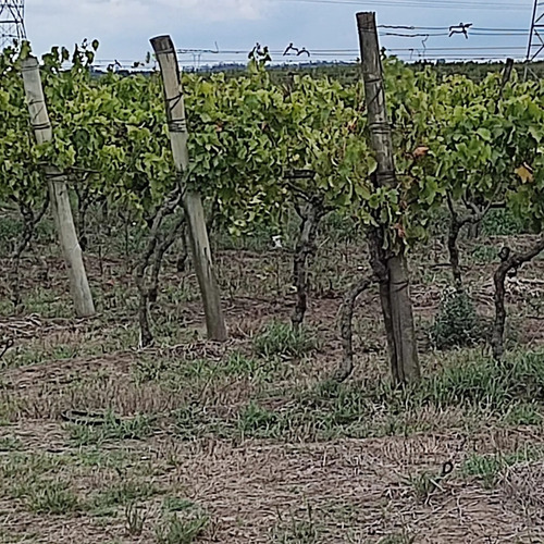 Campo Baldío Rural 5 Hectáreas