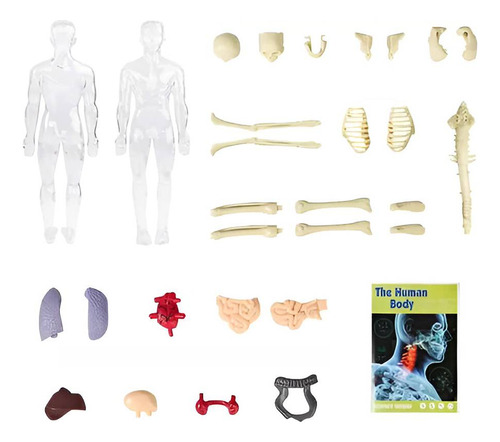 Modelo Corpo Humano Anatômico Esqueleto Orgãos Do Torço 1:6