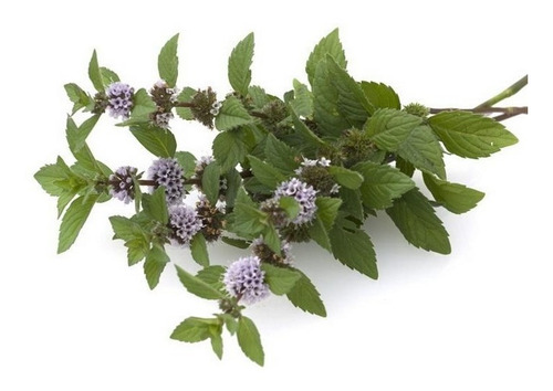 300 Semillas Menta Mentha Piperita Autentica Nuevas