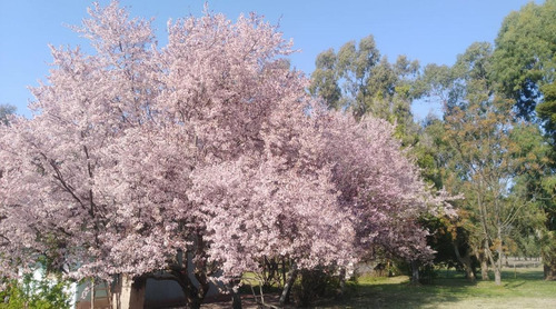 Imagen 16 de 30 de Campo En Venta En Bavio | Ruta 11 E/el Pino Y Km.42 (bavio) 19 Has